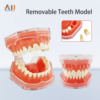 1 ADET Diş Diş Modeli Öğretim Çalışması Gösteri Aracı Modeli Standart Diş Hekimi Öğrenci Modeli Öğretim İçin